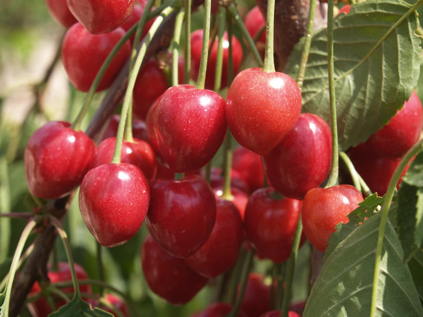 Cerises cultivées à la ferme