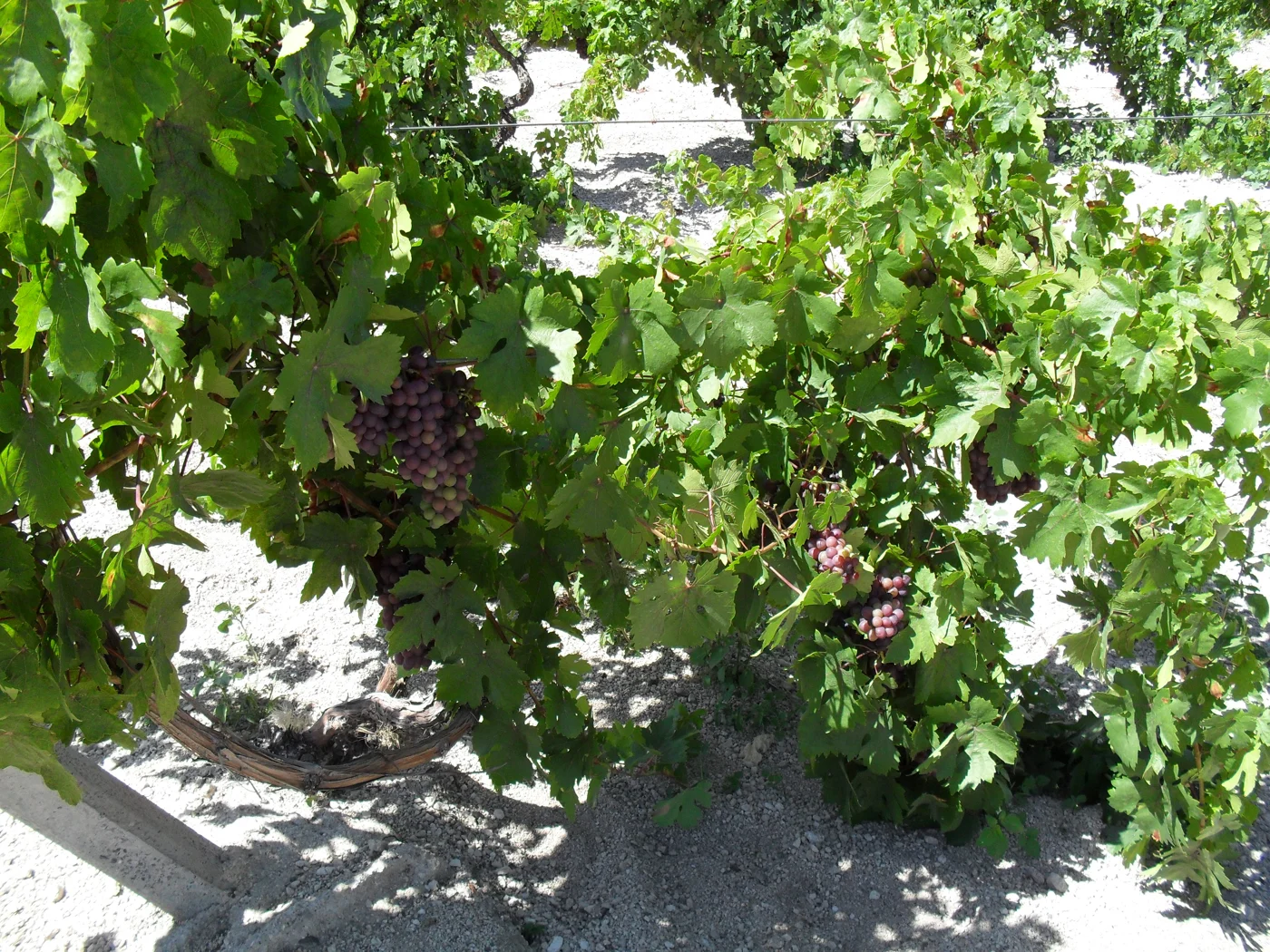 Weinreben auf Fatma Sultan Farm